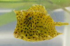 Acanthostracion quadricornis