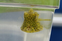 Acanthostracion quadricornis