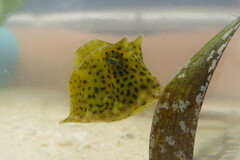 Acanthostracion quadricornis