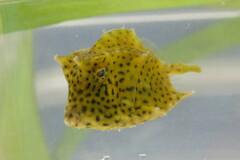 Acanthostracion quadricornis