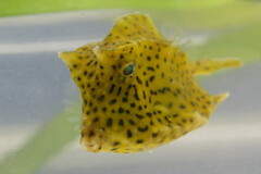 Acanthostracion quadricornis