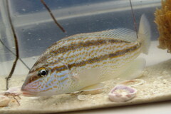 Orthopristis chrysoptera