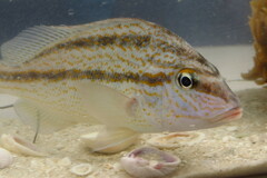 Orthopristis chrysoptera