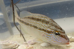 Orthopristis chrysoptera