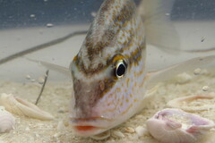 Orthopristis chrysoptera