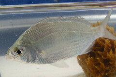Eucinostomus gula