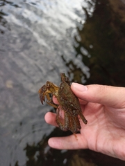 Telmessus cheiragonus