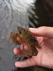 Telmessus cheiragonus