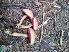 Chalciporus pseudorubinellus