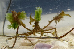 Metoporhaphis calcarata