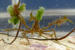 Metoporhaphis calcarata