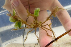 Metoporhaphis calcarata