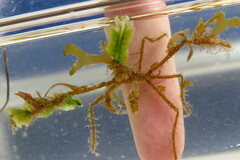 Metoporhaphis calcarata