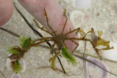 Metoporhaphis calcarata