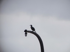 Nannopterum brasilianum brasilianum