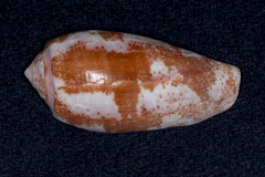 Conus tulipa