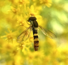 Sphaerophoria philanthus