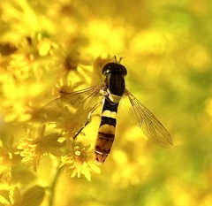 Sphaerophoria philanthus