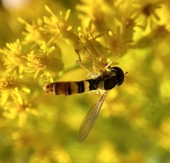 Sphaerophoria philanthus