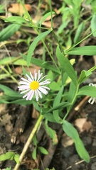 Boltonia montana