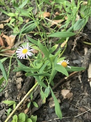 Boltonia montana