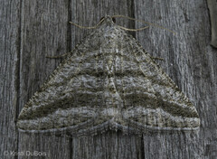 Digrammia nubiculata