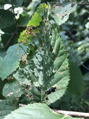 Popillia japonica