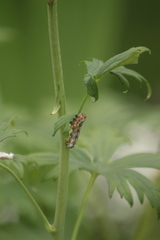 Pyrrhia exprimens
