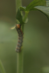 Pyrrhia exprimens