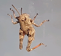 Baeacris punctulata