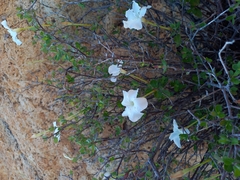 Mandevilla nacapulensis