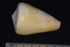 Conus quercinus