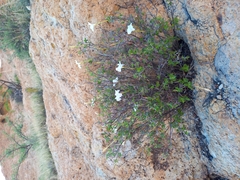 Mandevilla nacapulensis