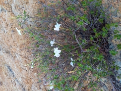 Mandevilla nacapulensis