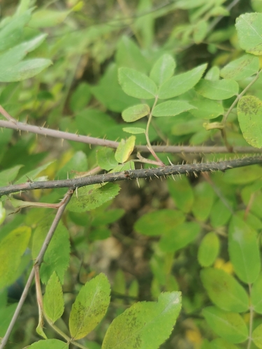 Image of Rosa amblyotis by (c) Валерия Ковалева, some rights reserved (CC BY)