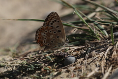 Polyommatus hispana