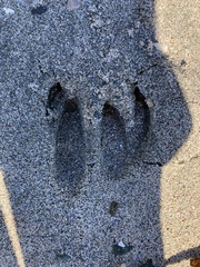 Odocoileus hemionus sitkensis