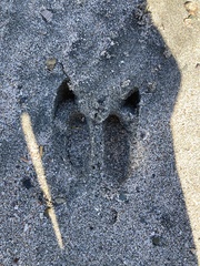 Odocoileus hemionus sitkensis