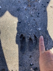 Odocoileus hemionus sitkensis