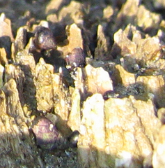 Littorina scutulata