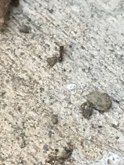 Tetramorium immigrans