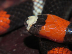 Micrurus lemniscatus