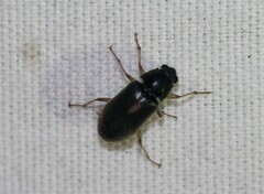 Pelonomus obscurus