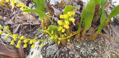 Dendrobium monophyllum