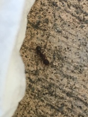 Tetramorium immigrans