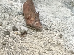 Tetramorium immigrans