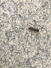 Tetramorium immigrans