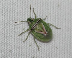 Cyptocephala elegans