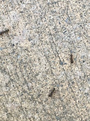 Tetramorium immigrans