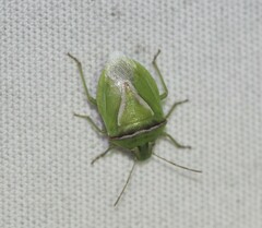 Cyptocephala elegans